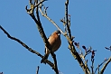 Chaffinch male - F
